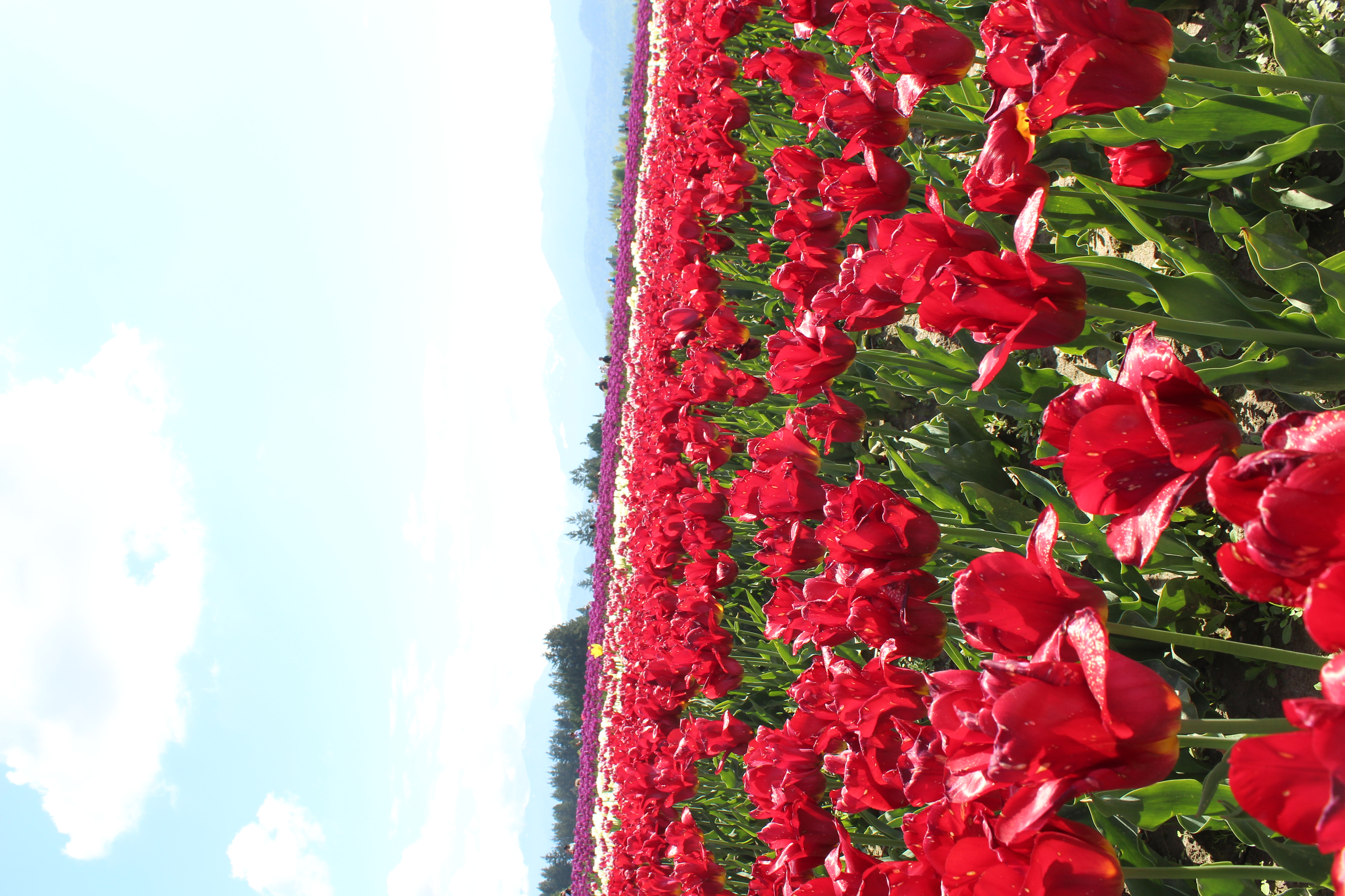 red tulips by Candace Genesis